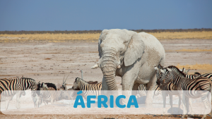 Africa